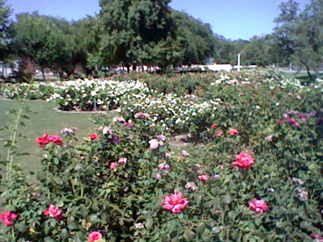 picture of a rose garden, taken with the 3DS